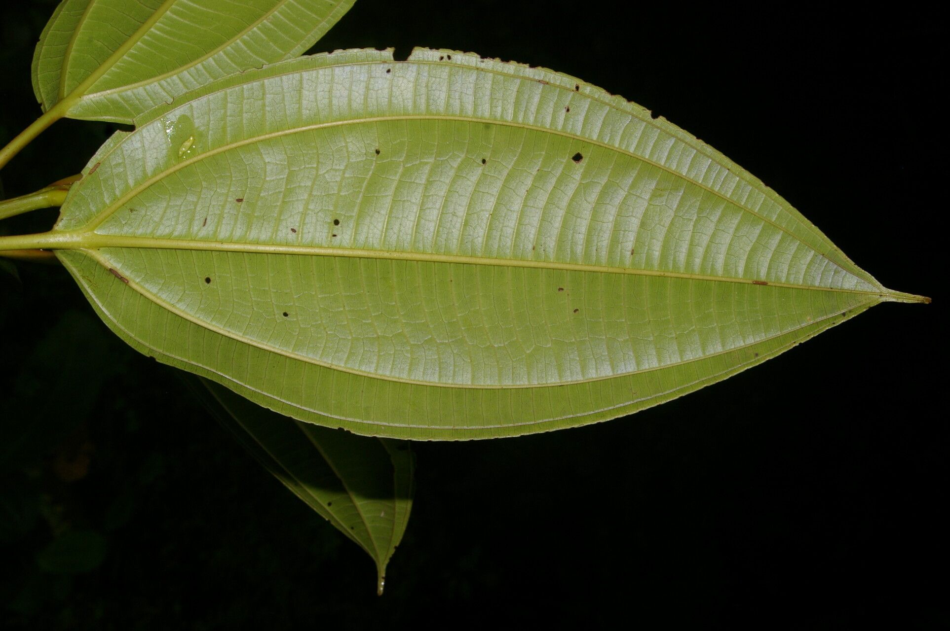 Miconia rhodopetala — houseplant care guide