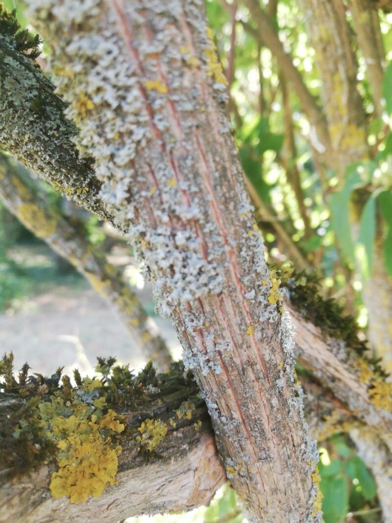 Philadelphus delavayi bark
