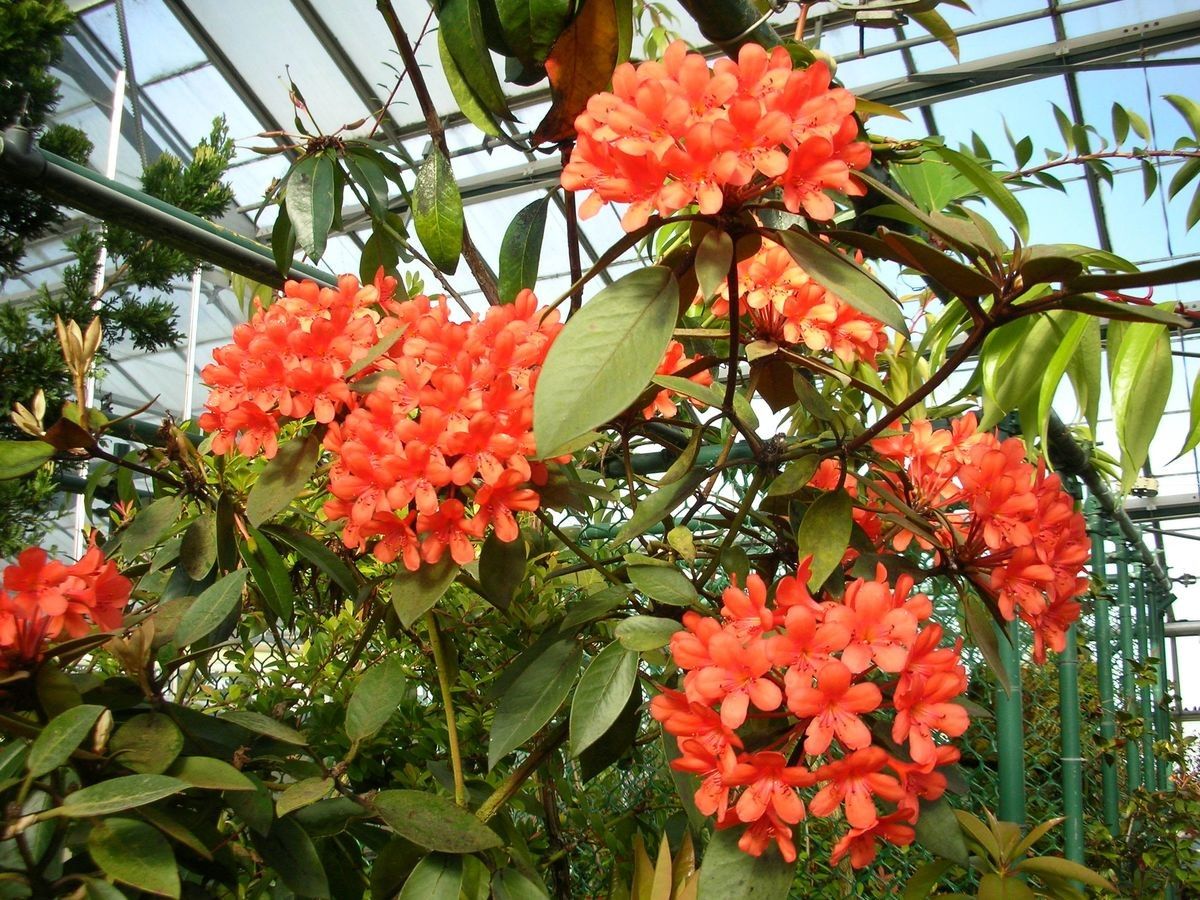 Rhododendron polyanthemum flower