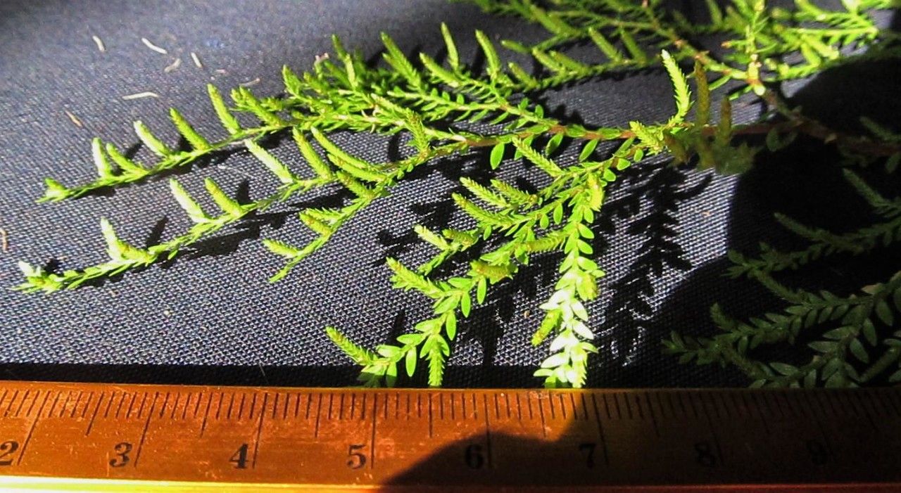 Selaginella hoffmannii — search result for 'Selaginella'
