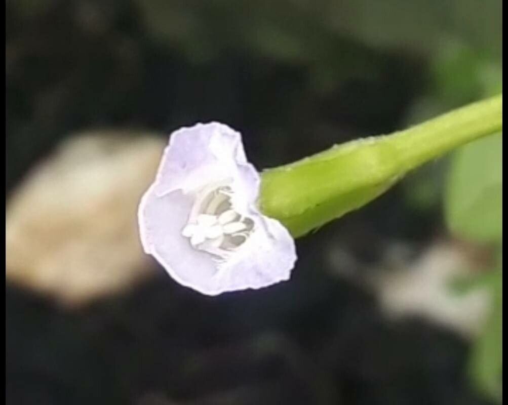 Torenia thouarsii flower
