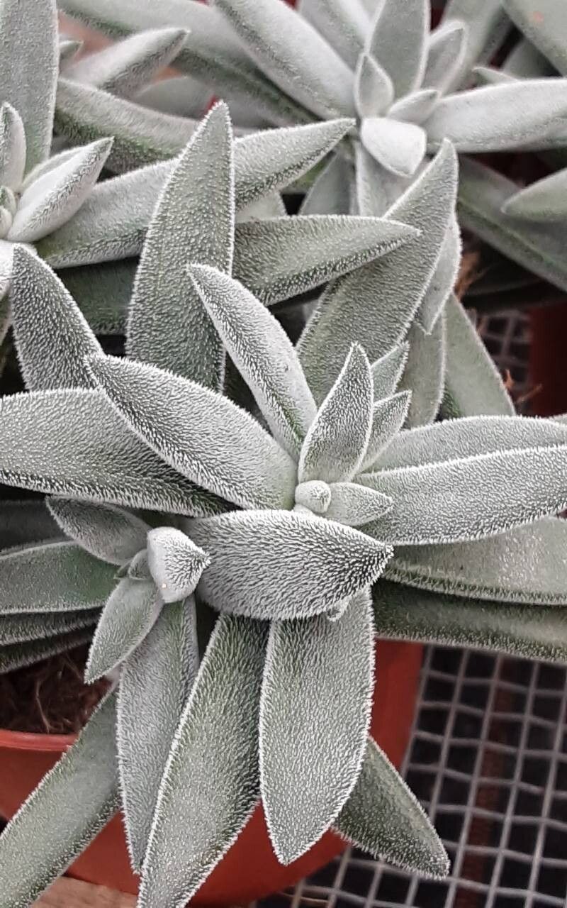 Crassula mesembryanthoides leaf