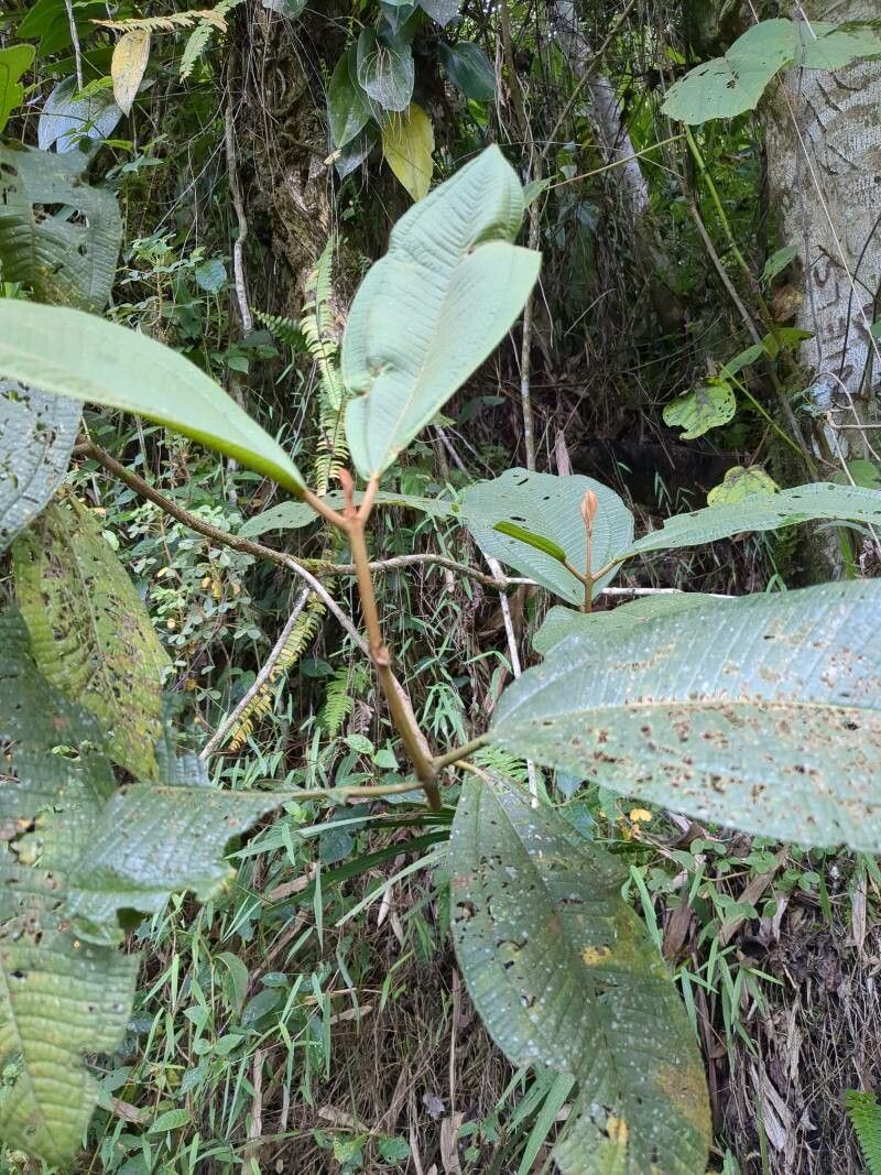 Miconia astroplocama — houseplant care guide