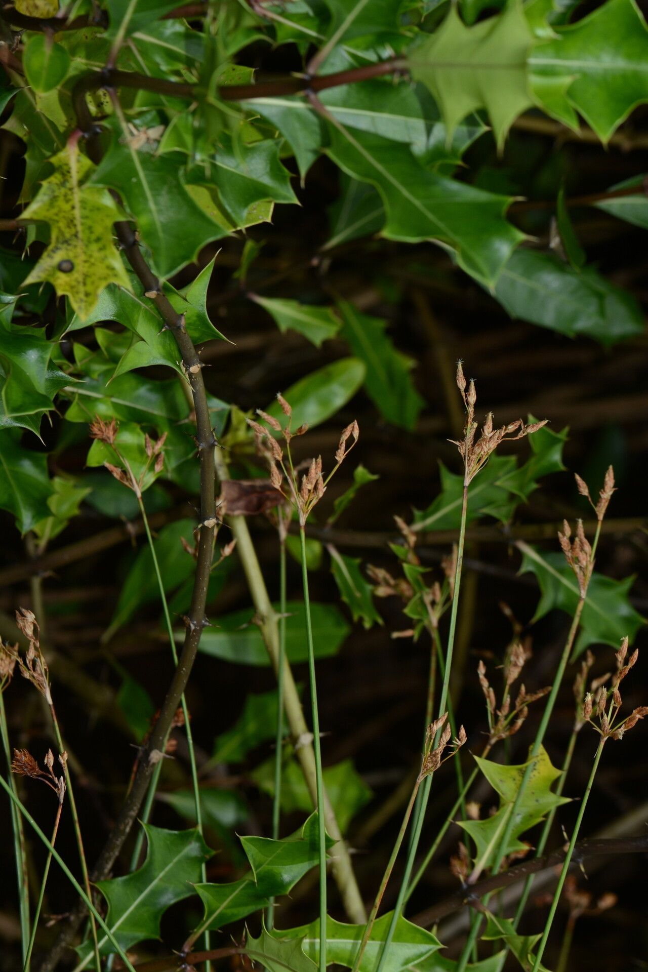 Schoenoplectus subulatus habit