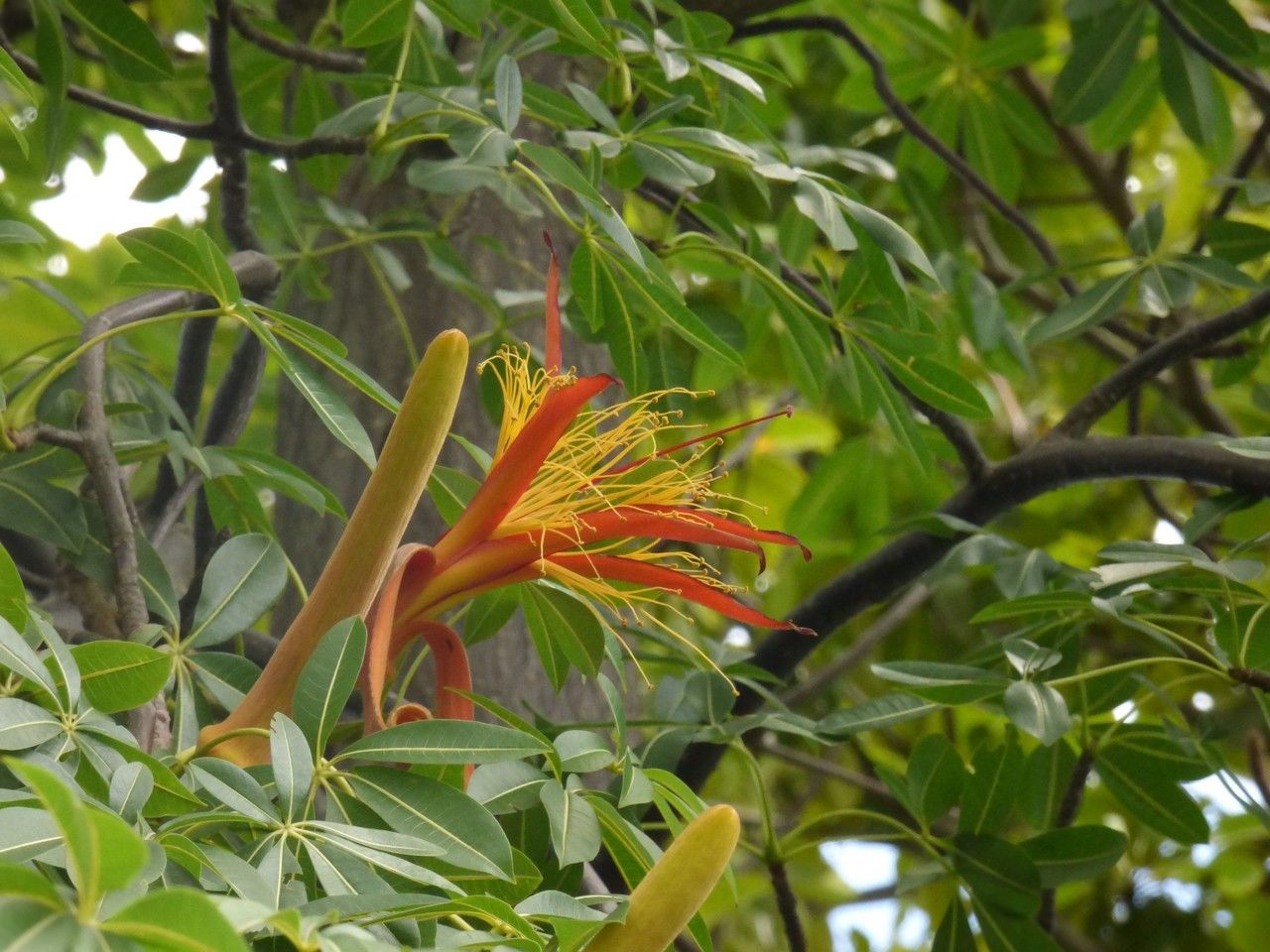 Adansonia za flower