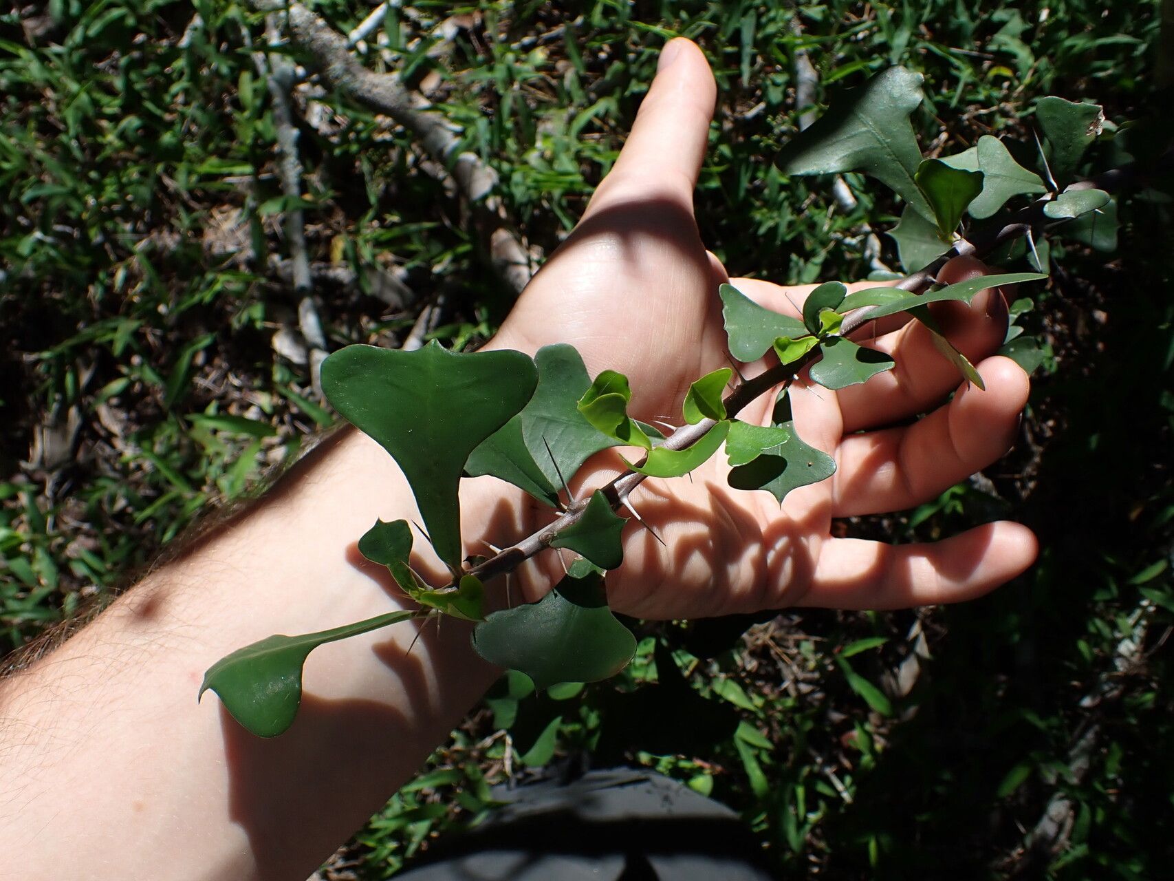 Euphorbia bevilaniensis — houseplant care guide