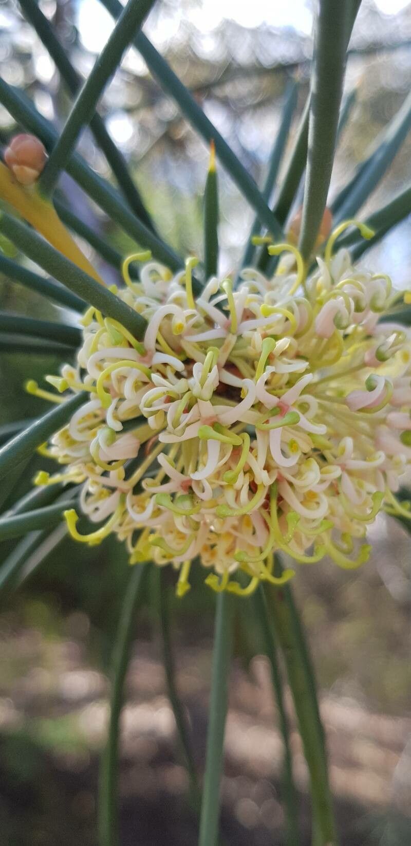 Hakea recurva flower