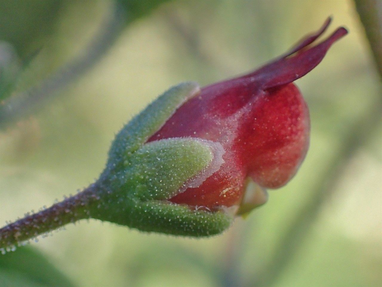 Scrophularia scorodonia fruit
