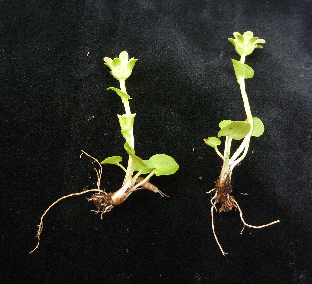 Parnassia kumaonica habit