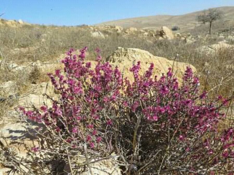 Anabasis articulata flower