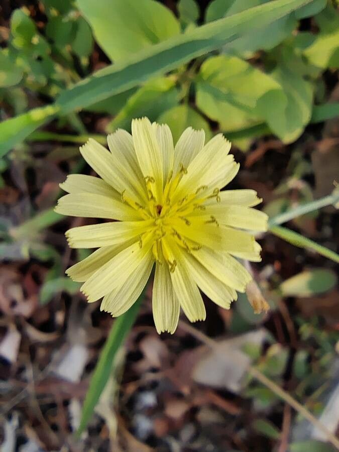 Launaea hafunensis flower