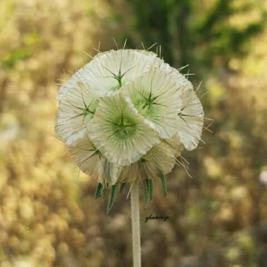 Scabiosa stellata fruit
