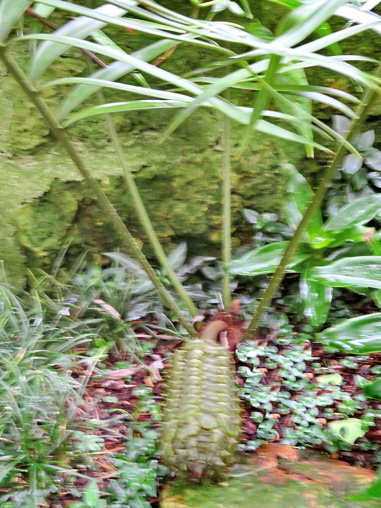 Ceratozamia robusta habit