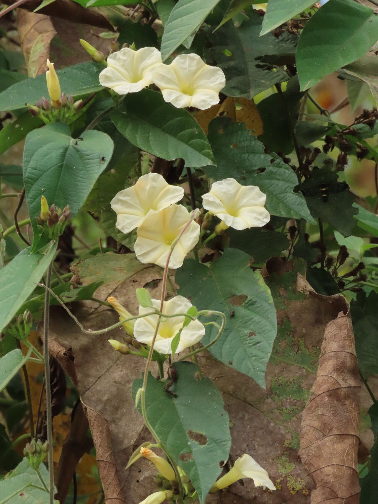 Camonea pilosa — related species from the same genus