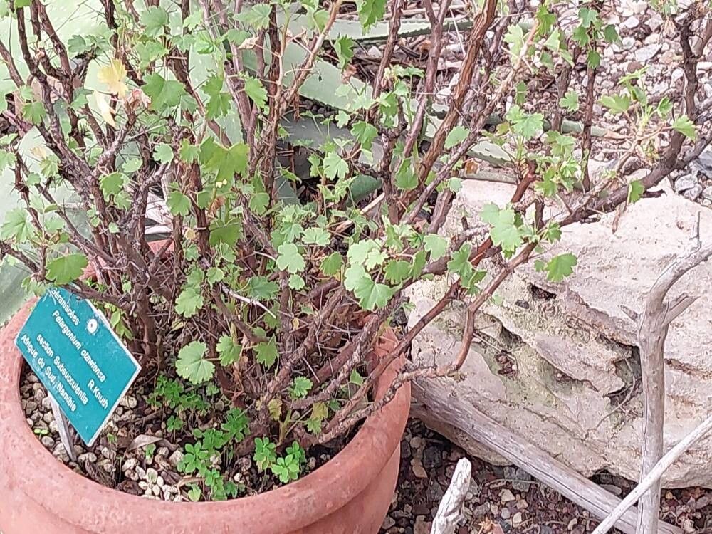 Pelargonium otaviense habit