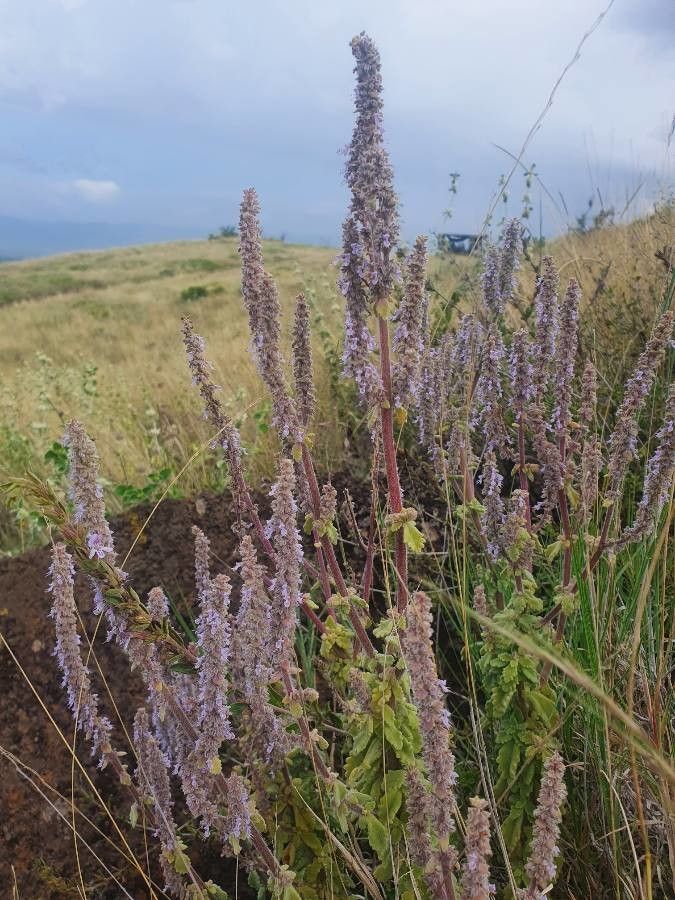 Aeollanthus densiflorus flower