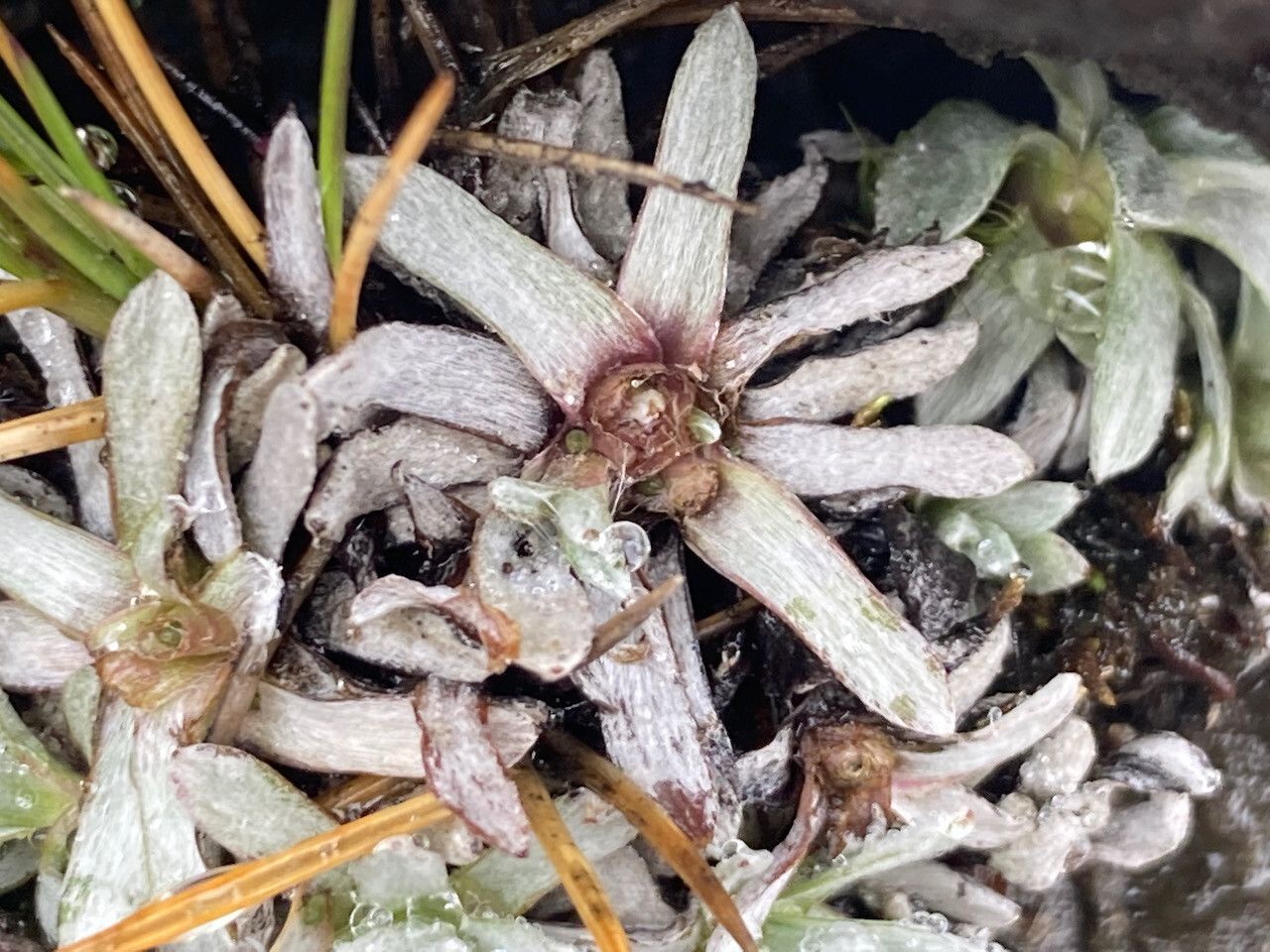 Lucilia kunthiana leaf