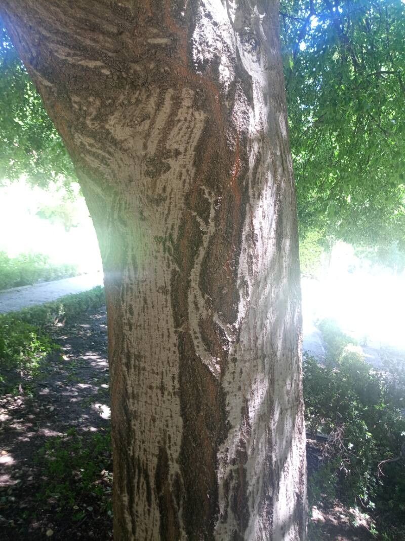 Celtis caucasica bark