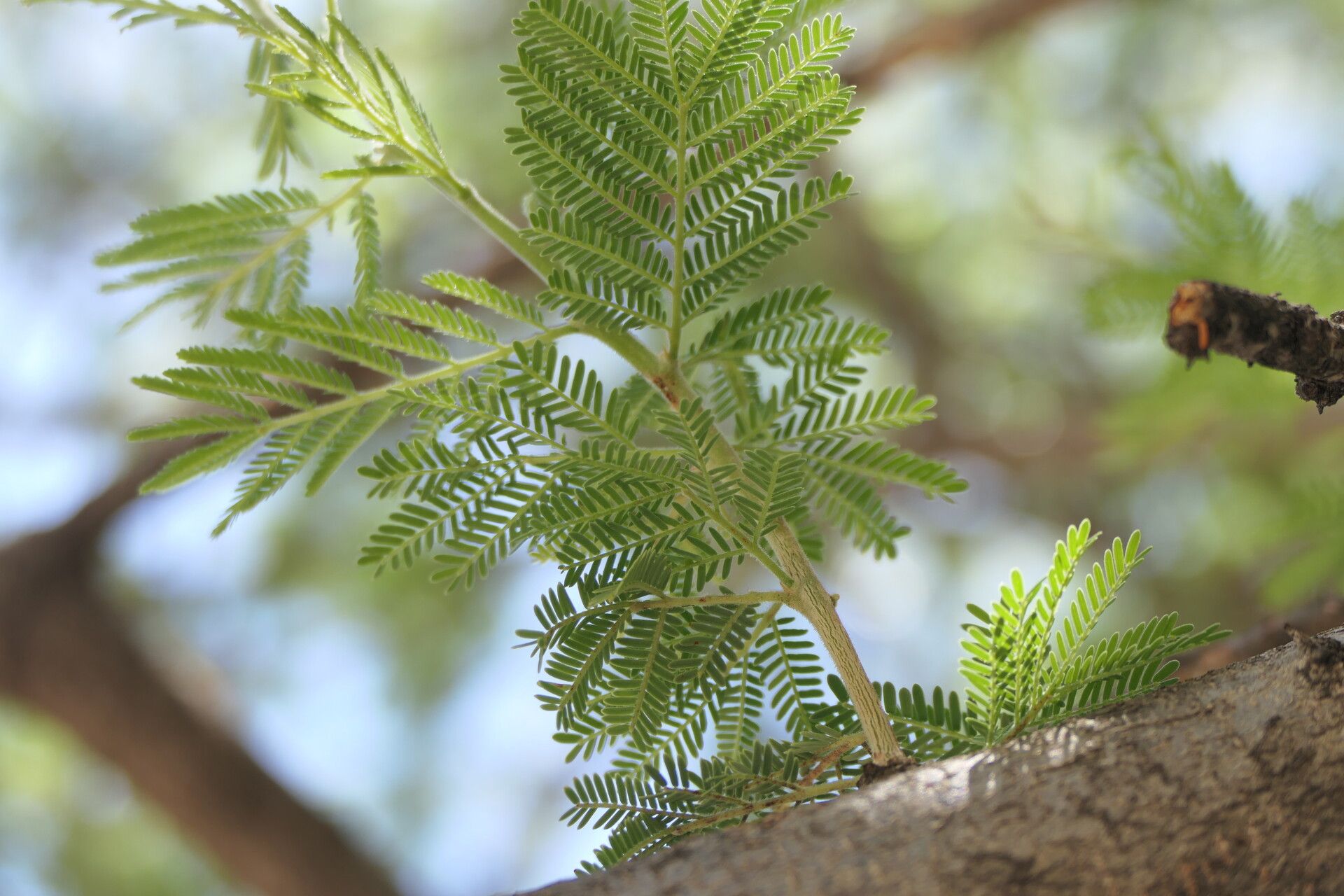 Acacia reficiens — houseplant care guide