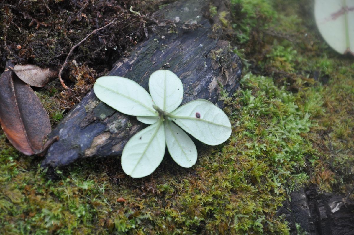 Rhododendron sororium habit