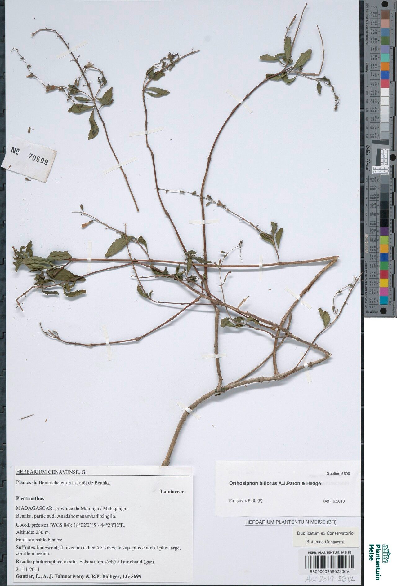 Orthosiphon biflorus — related species from the same genus