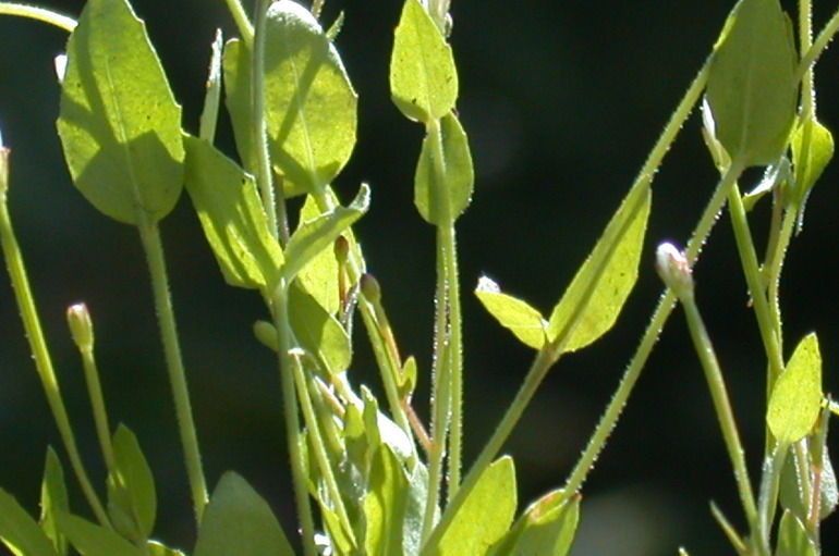 Epilobium howellii fruit