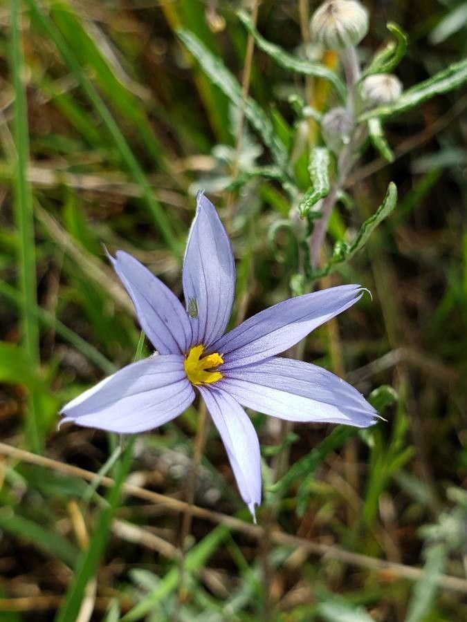 Sisyrinchium idahoense flower