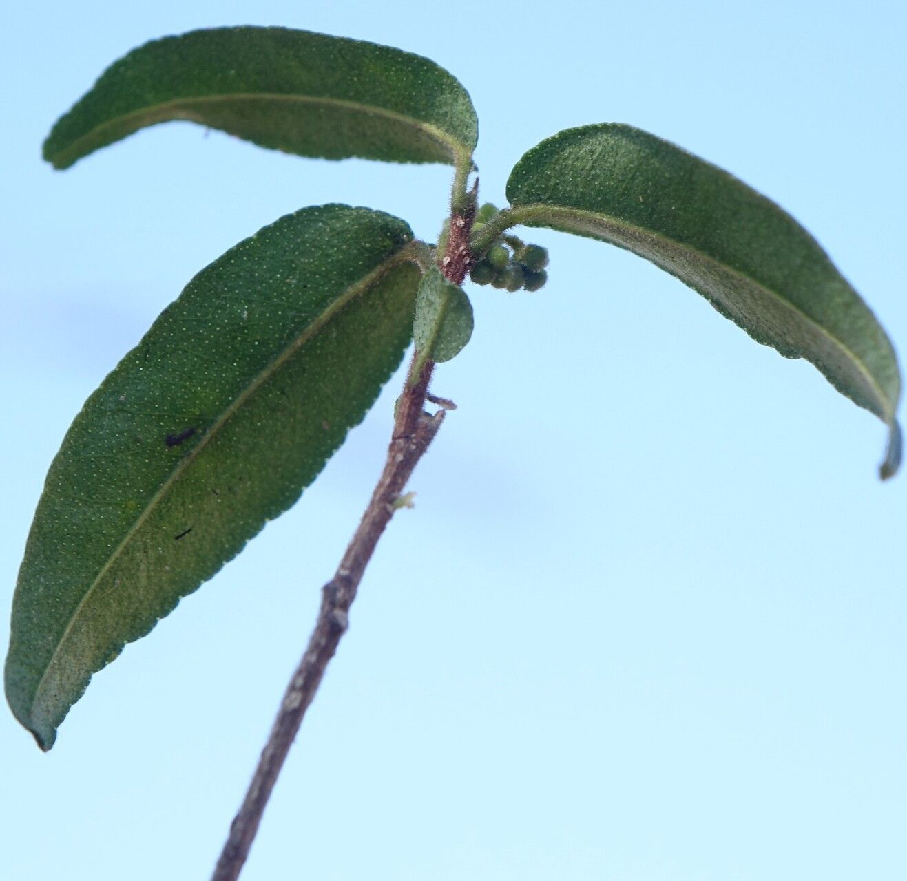 Vepris calcicola leaf