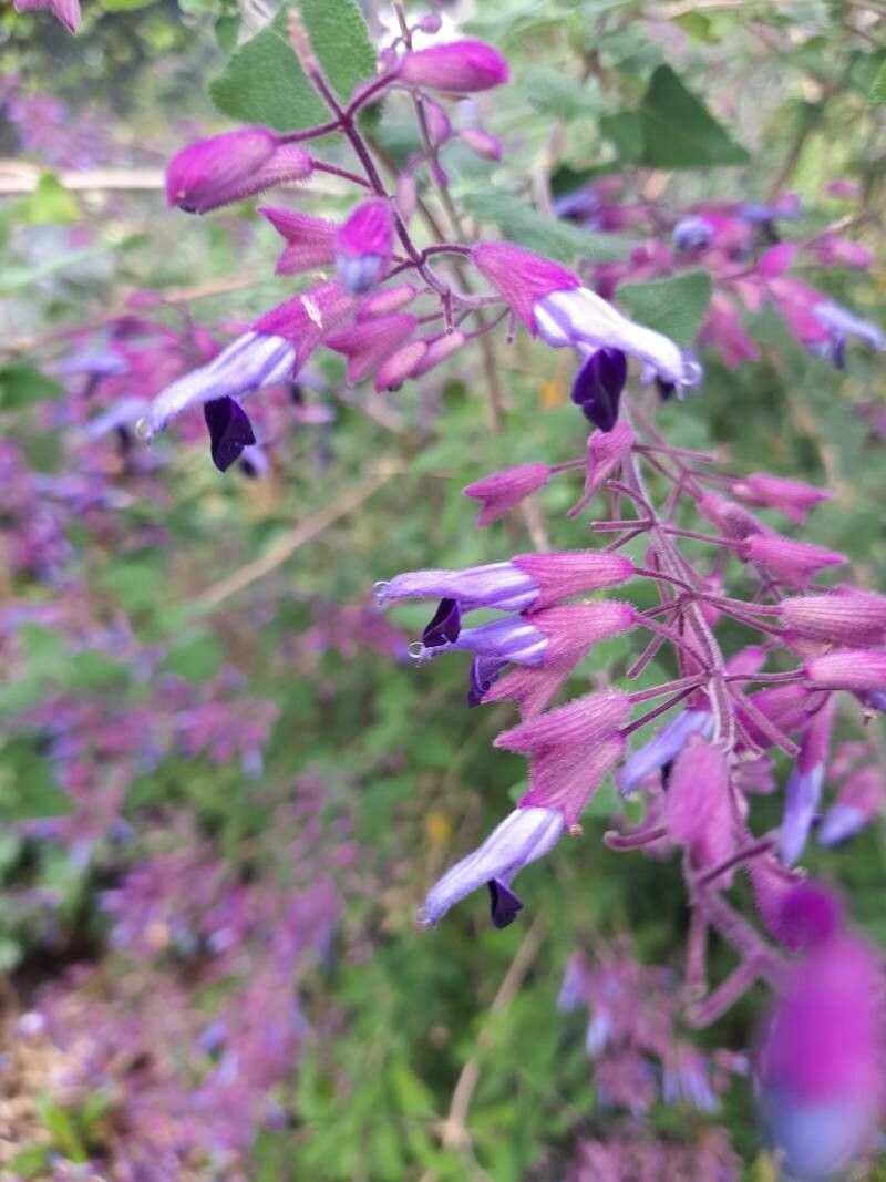 Salvia semiatrata flower