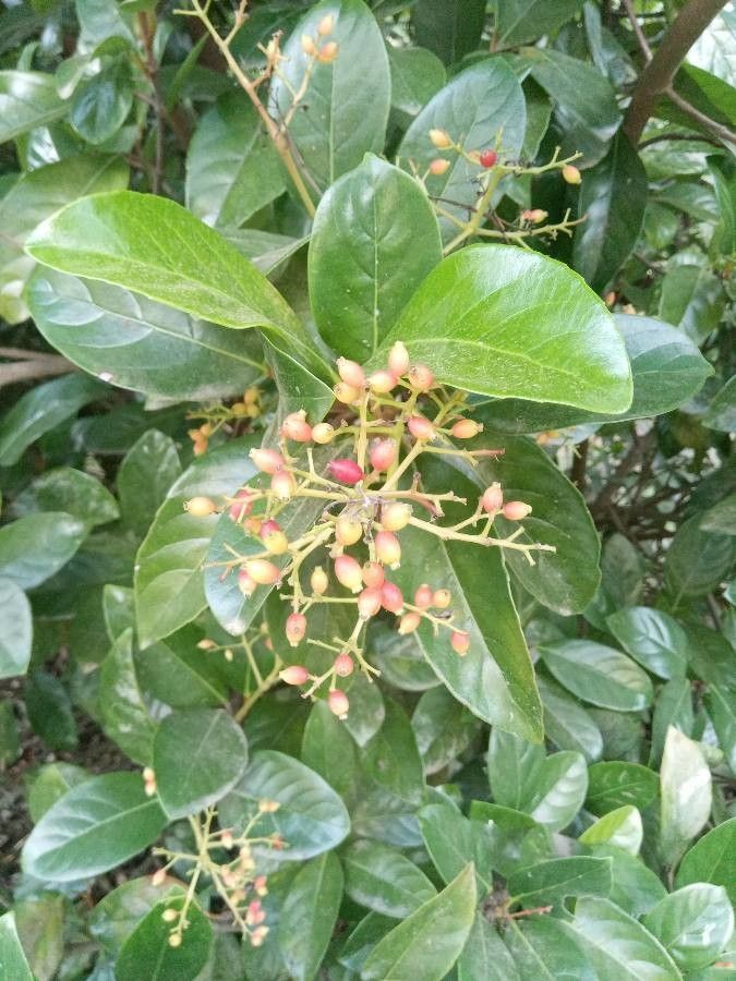 Nuxia congesta fruit