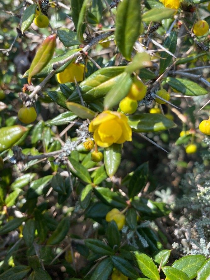 Berberis gagnepainii flower
