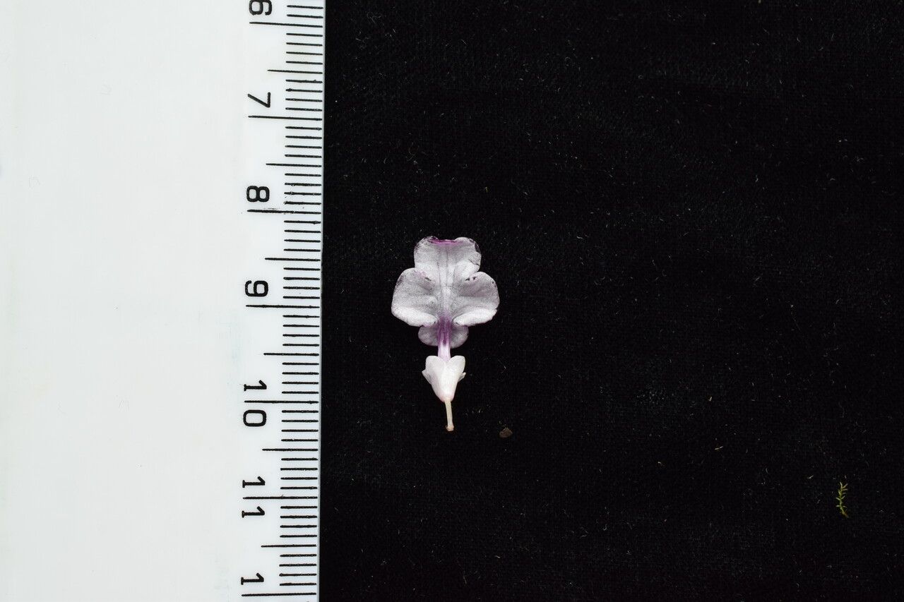 Didymocarpus oblongus other