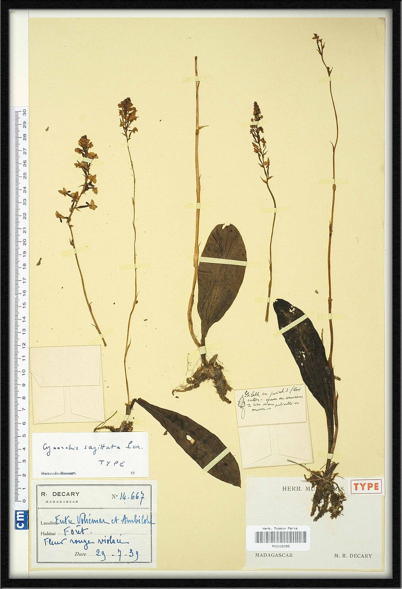 Cynorkis sagittata — houseplant care guide