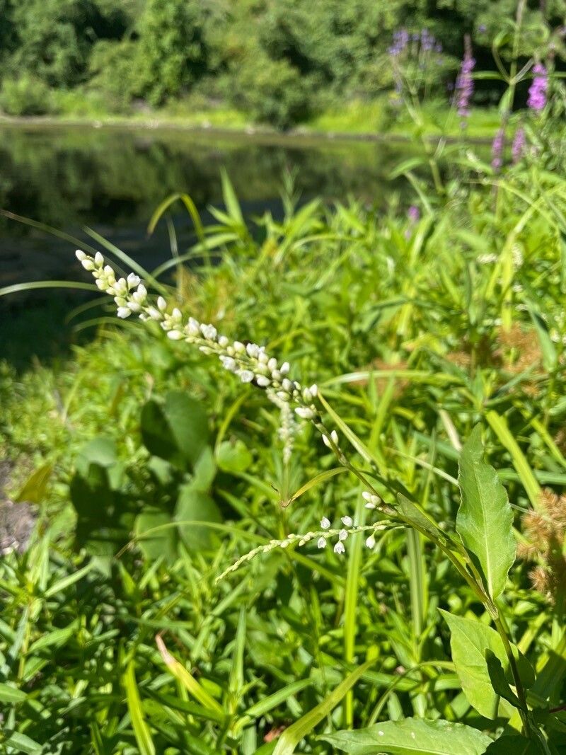 Polygonum setaceum flower