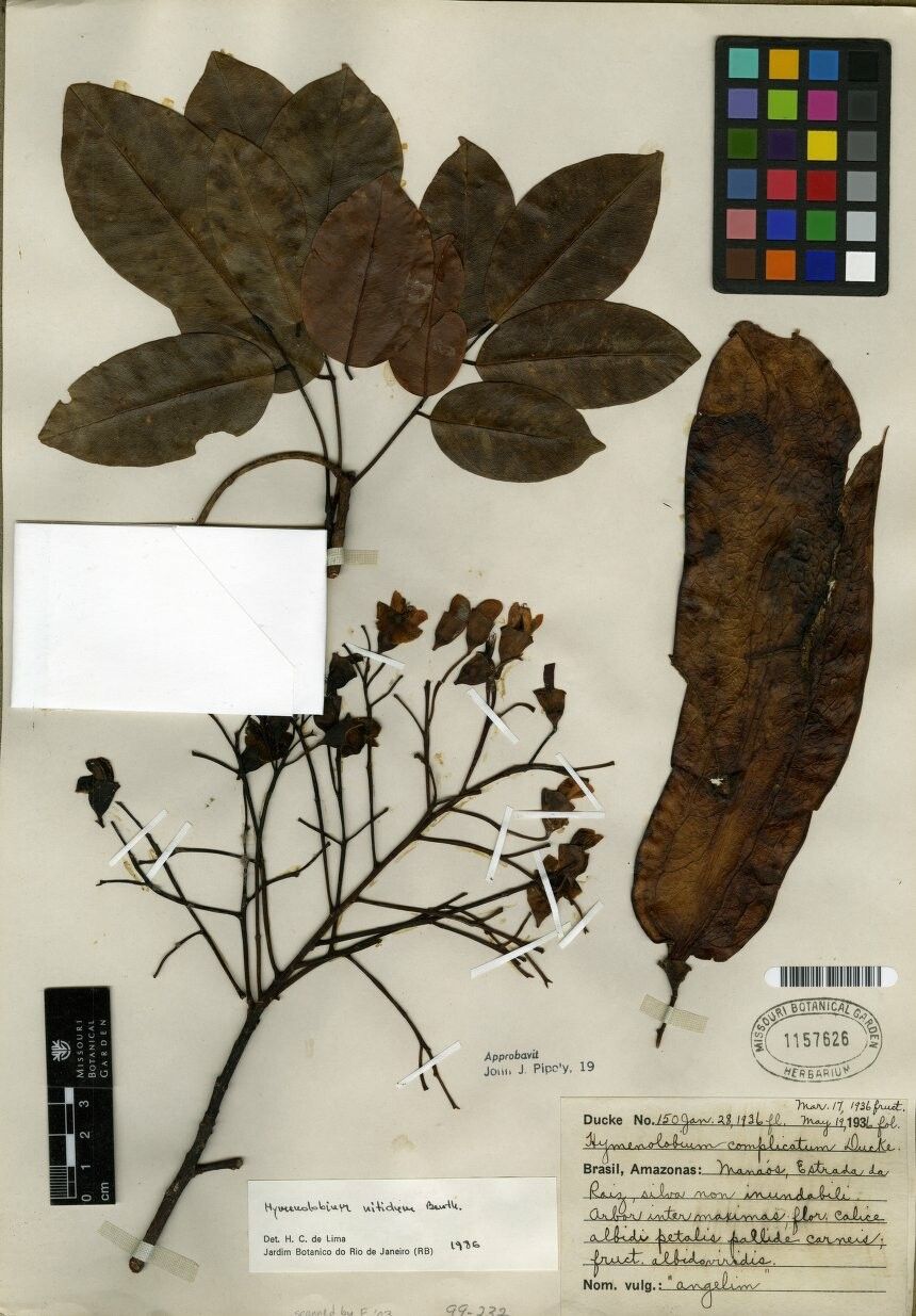 Hymenolobium nitidum — houseplant care guide