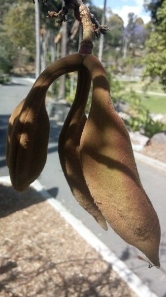 Brachychiton bidwillii fruit
