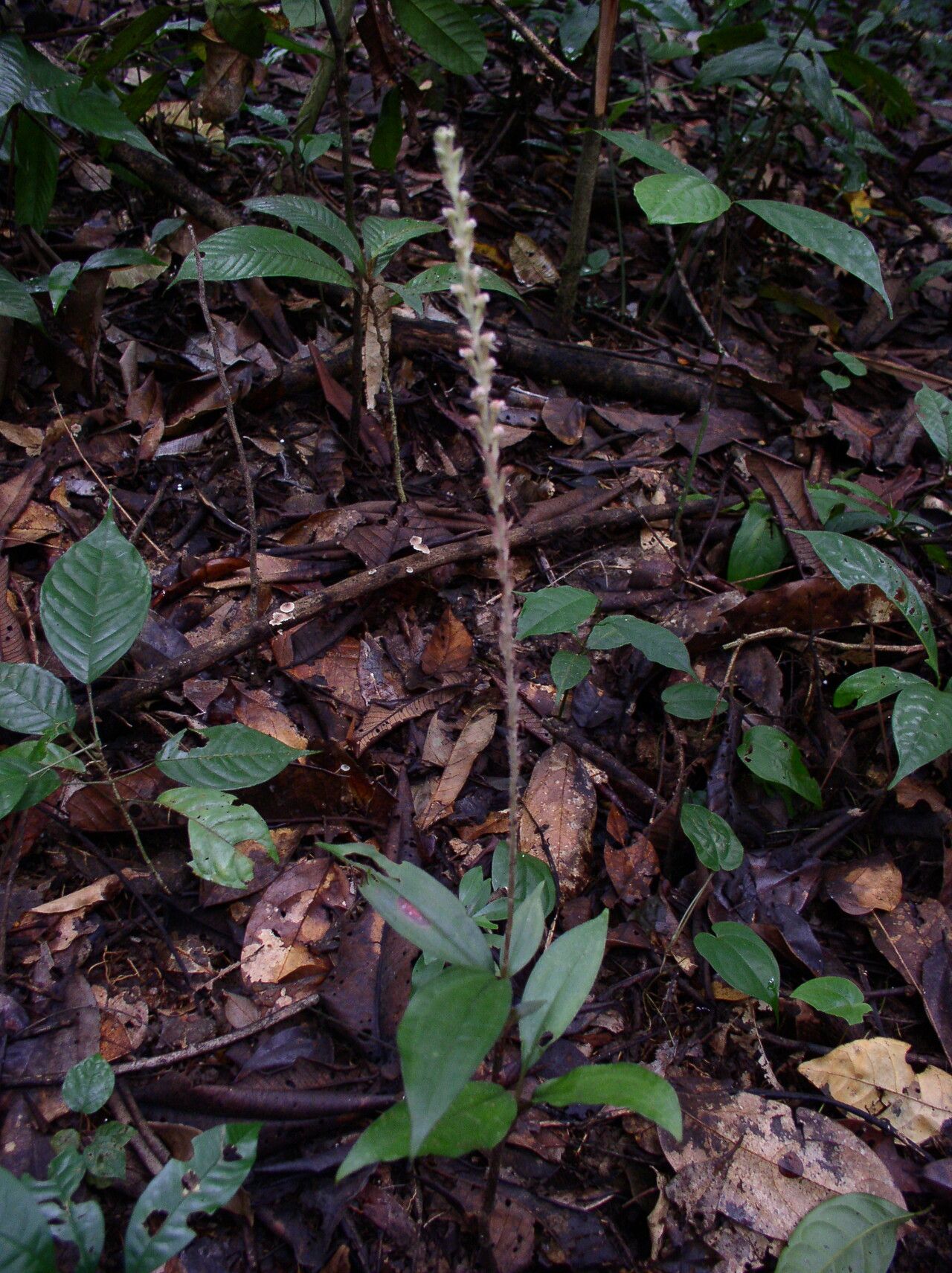 Hetaeria mannii habit