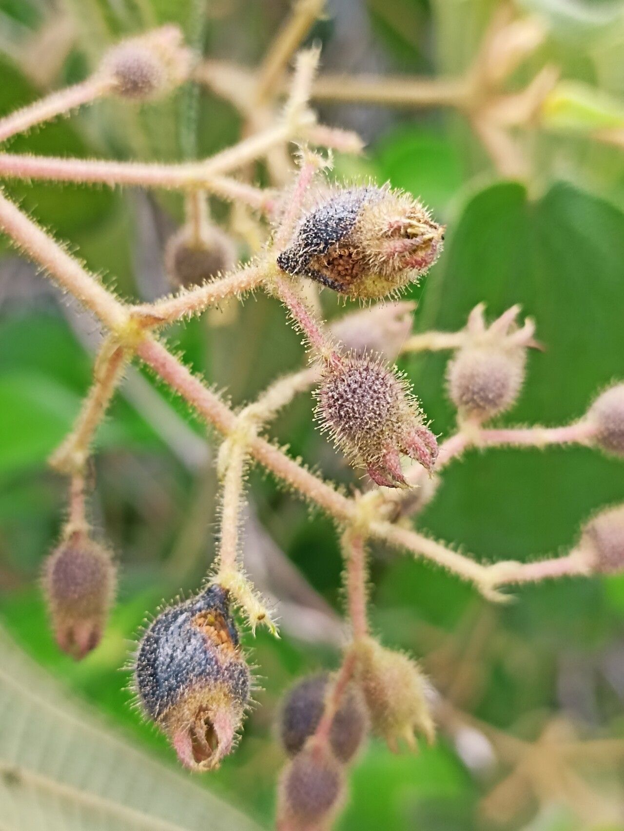 Miconia bullatifolia fruit