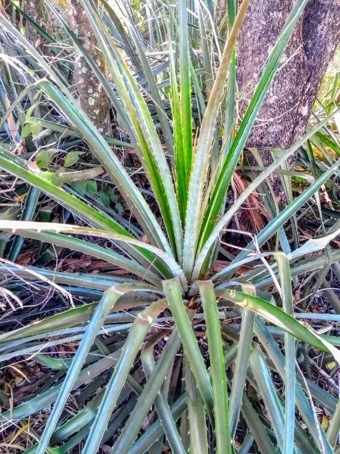 Bromelia balansae — related species from the same genus