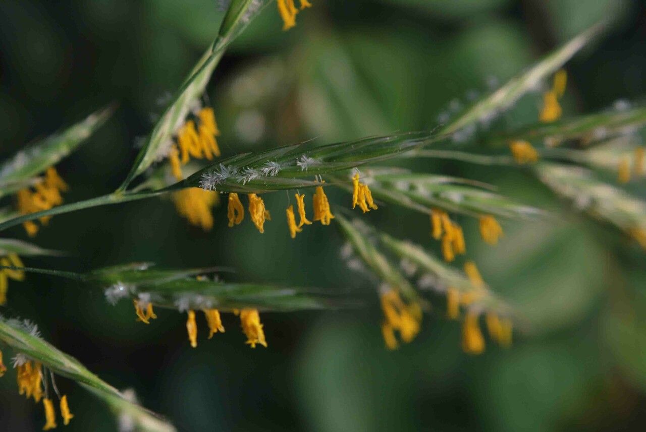Bromopsis erecta flower