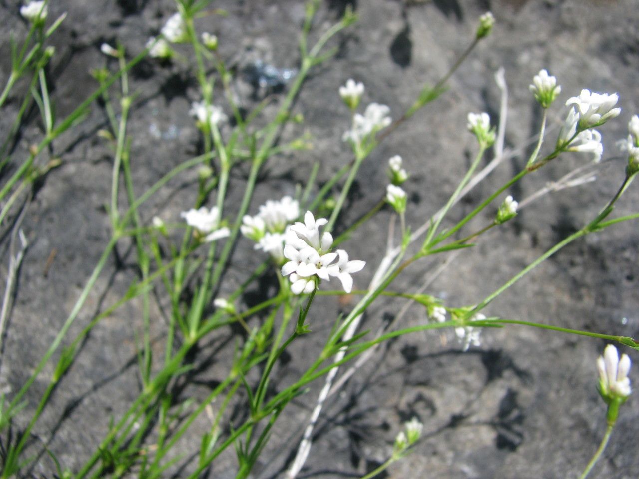 Asperula capillacea flower