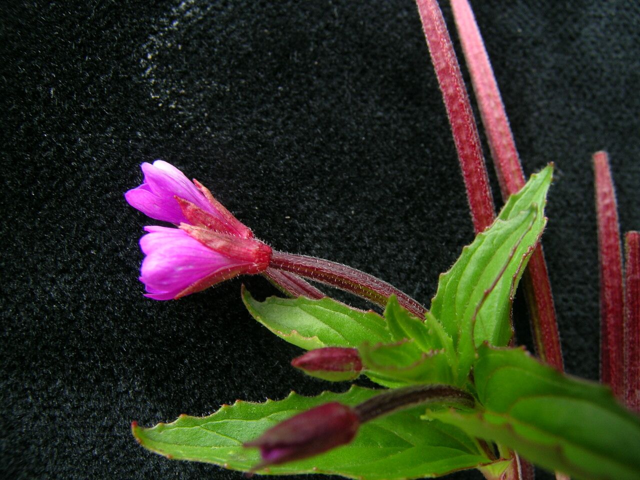 Epilobium wallichianum habit