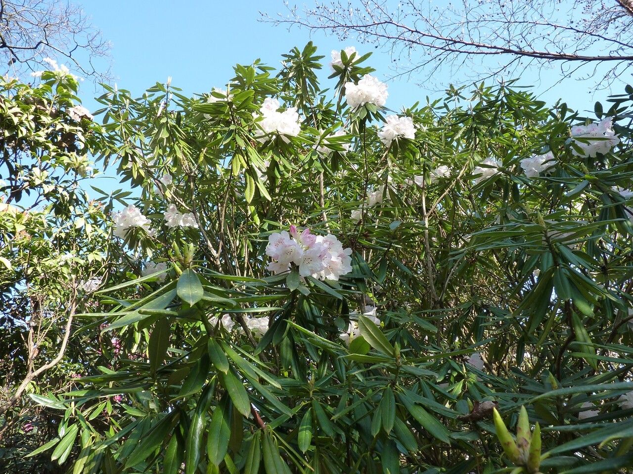 Rhododendron hunnewellianum habit