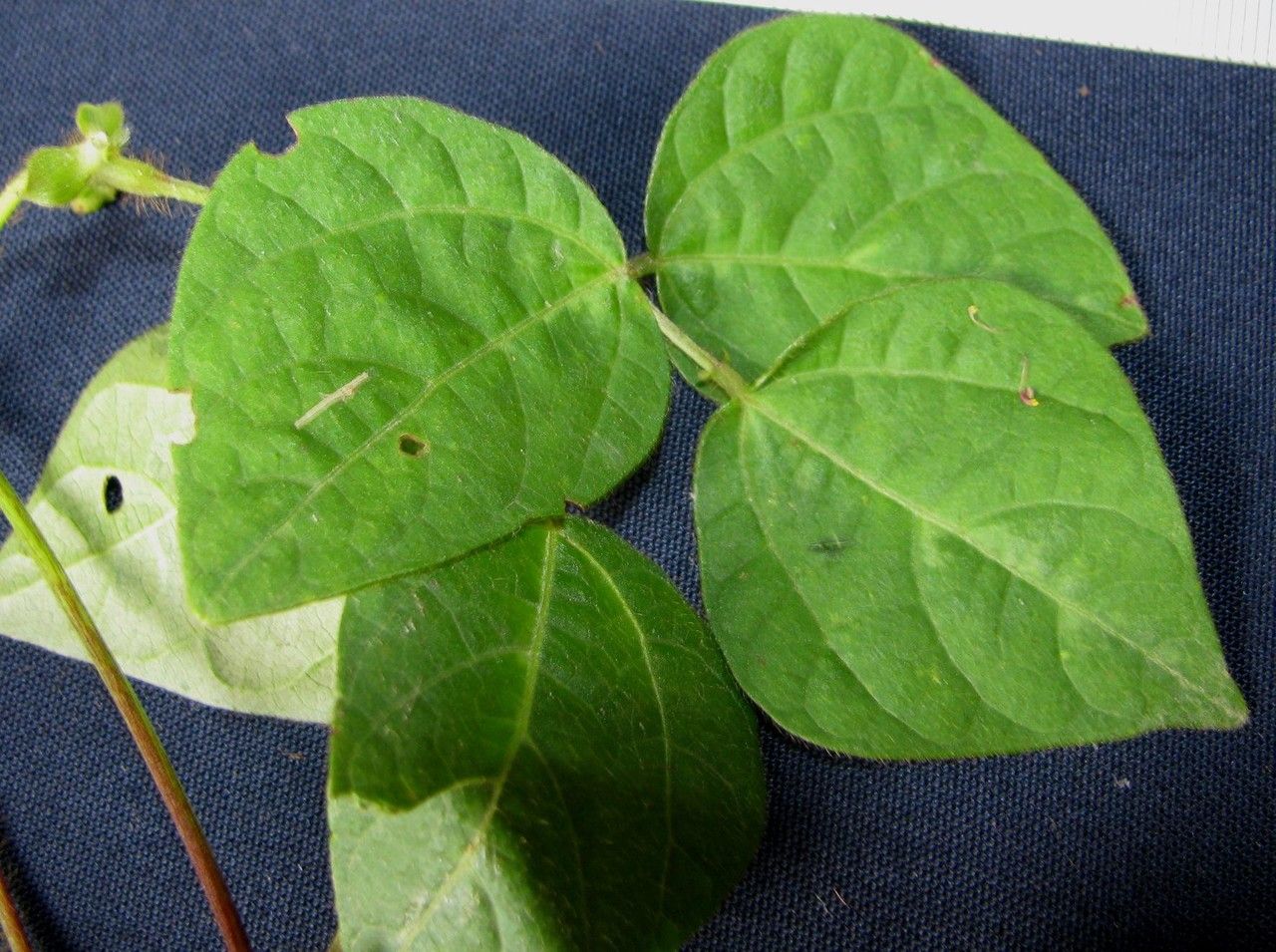 Phaseolus leptostachyus other