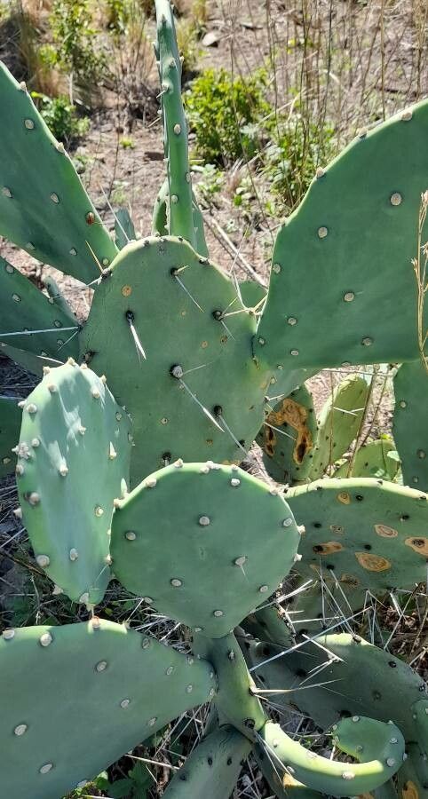 Opuntia megapotamica leaf