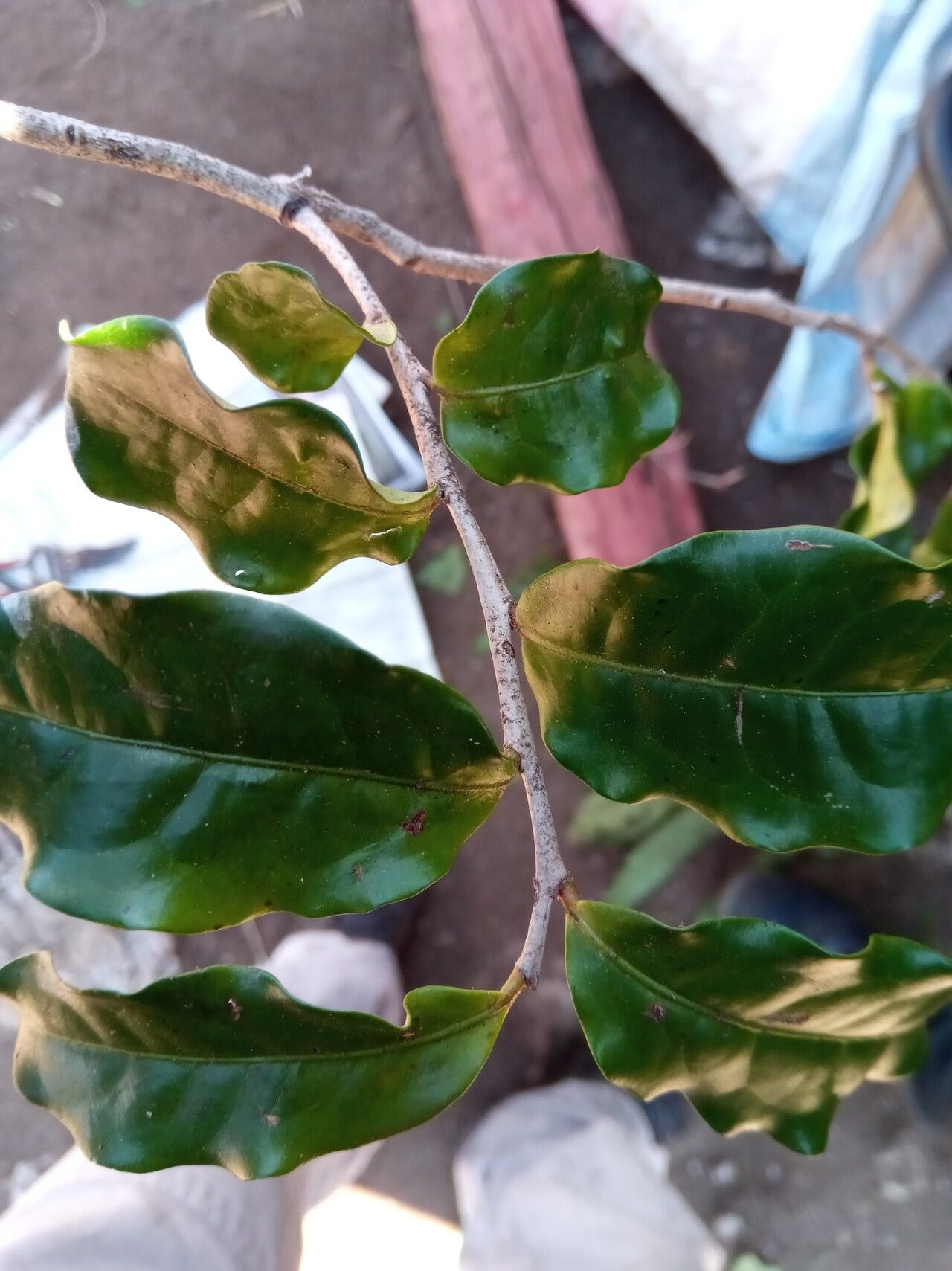 Diospyros mangabensis leaf