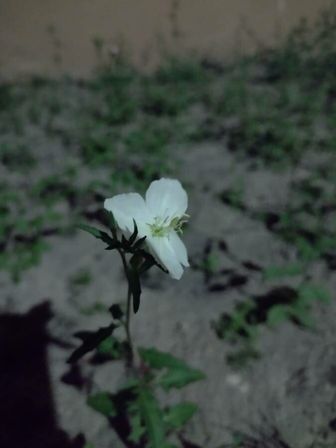 Oenothera neomexicana flower