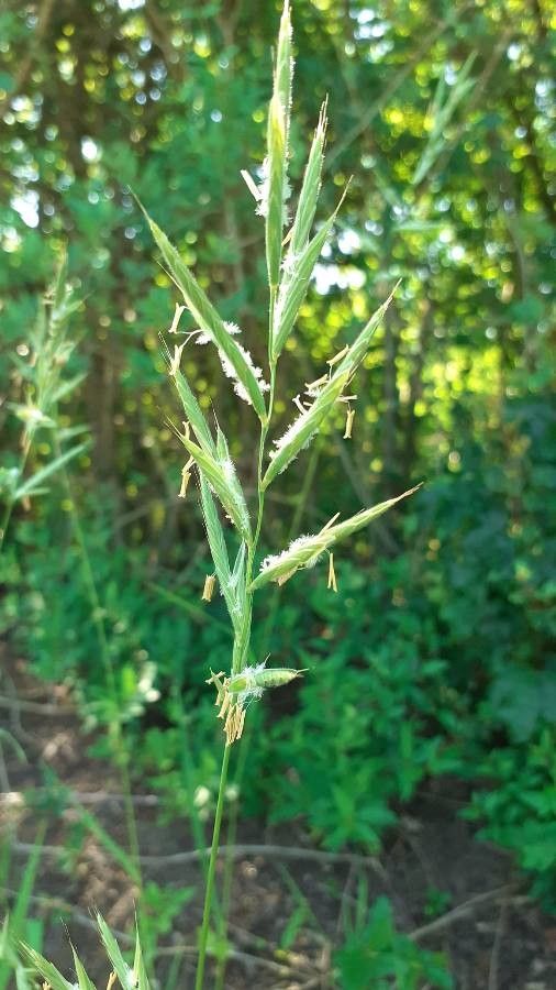 Brachypodium pinnatum flower