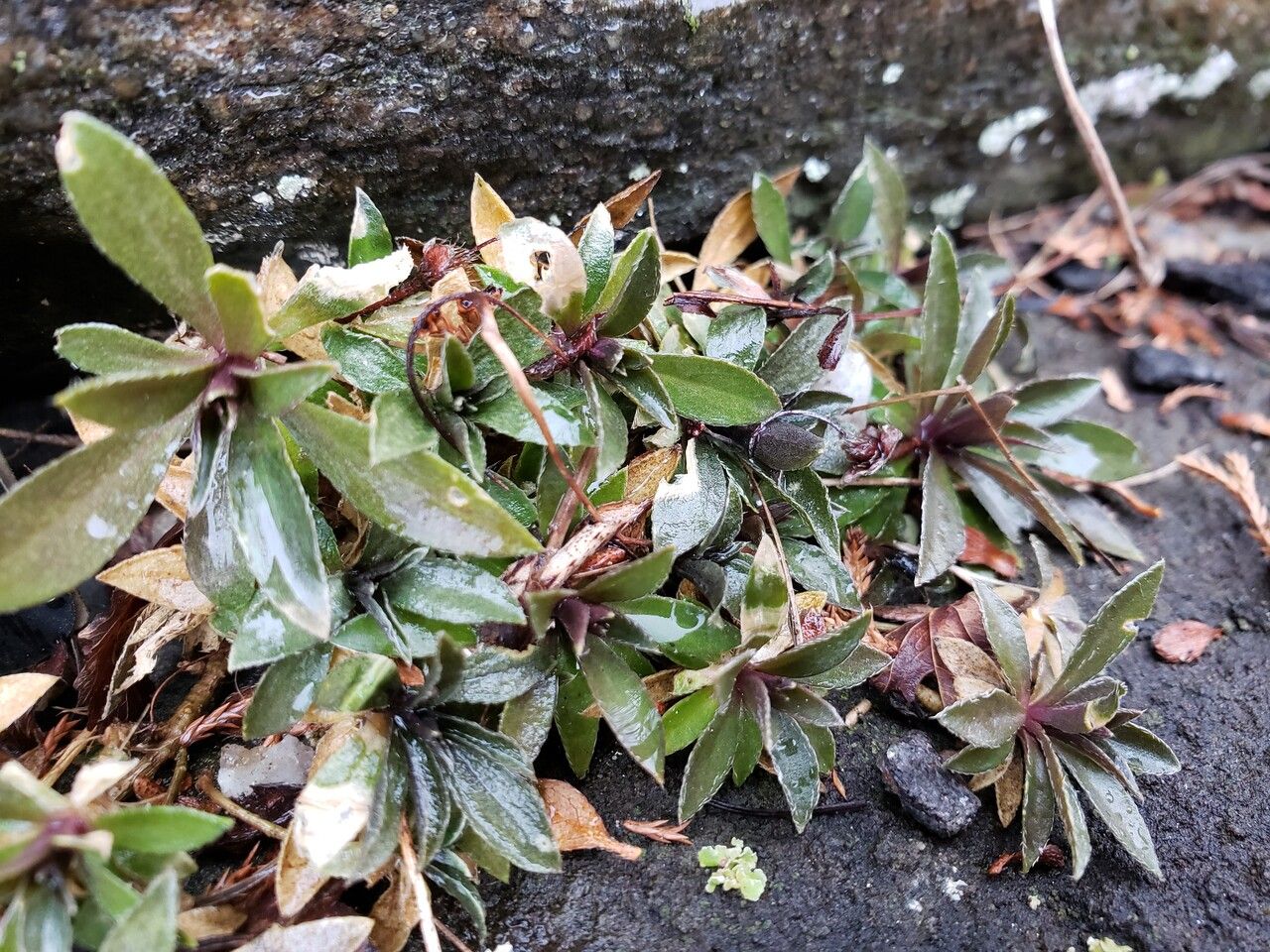 Draba hyperborea habit