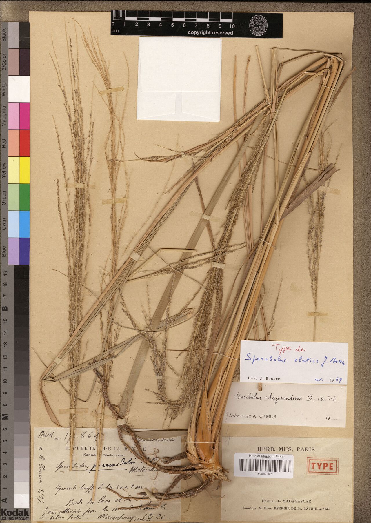 Sporobolus elatior — houseplant care guide